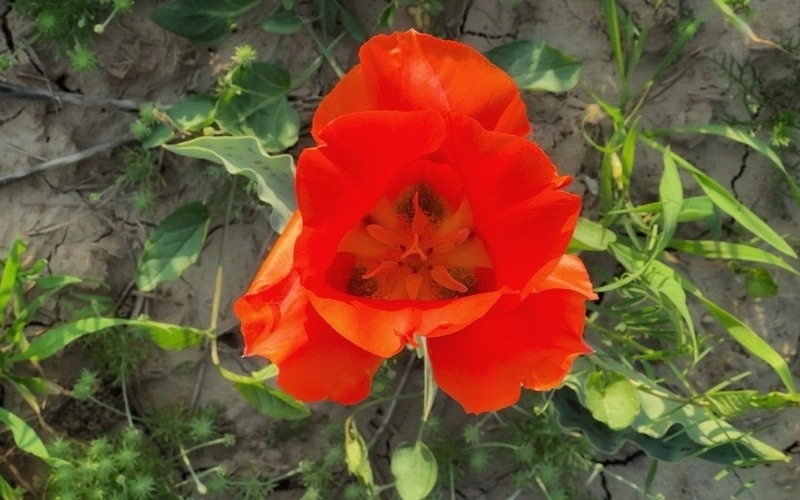 Fields of Greig&rsquo;s tulips paint Kazakh steppe in bright crimson