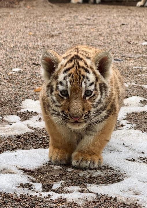 阿拉木图动物园迎来三只阿穆尔虎幼崽 游客数量显著增长