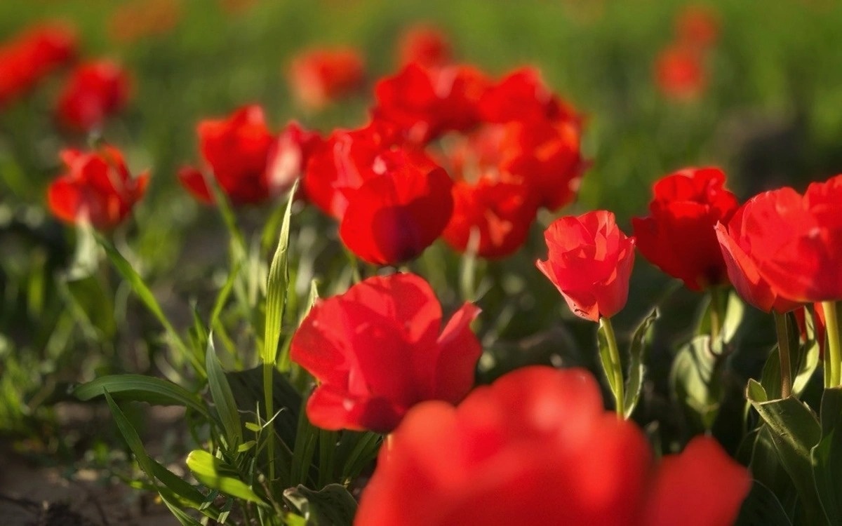 Fields of Greig’s tulips paint Kazakh steppe in bright crimson