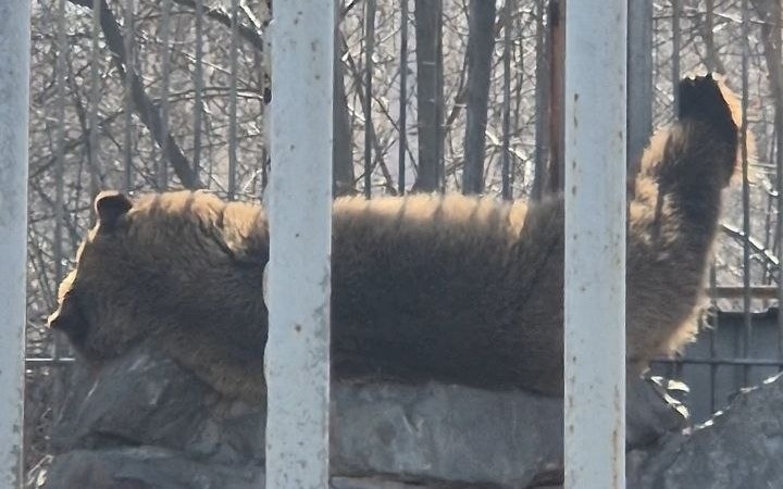 Спасенный медвежонок, берлога сквозь бетон или как зоопарк Усть-Каменогорска пережил зиму