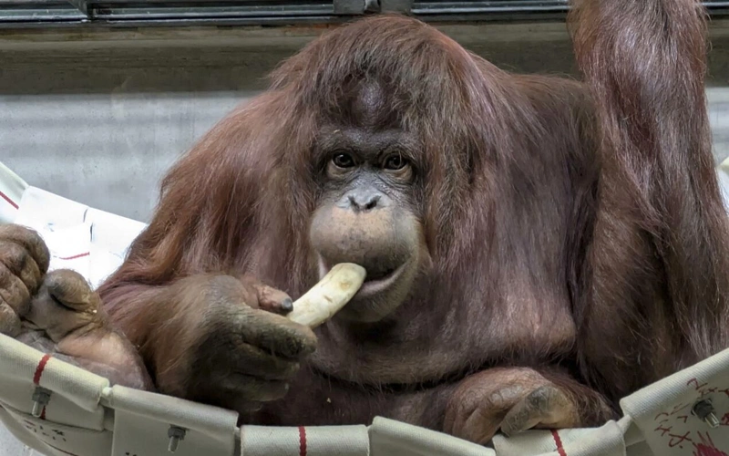 Japan zoo launches rare orangutan breeding program