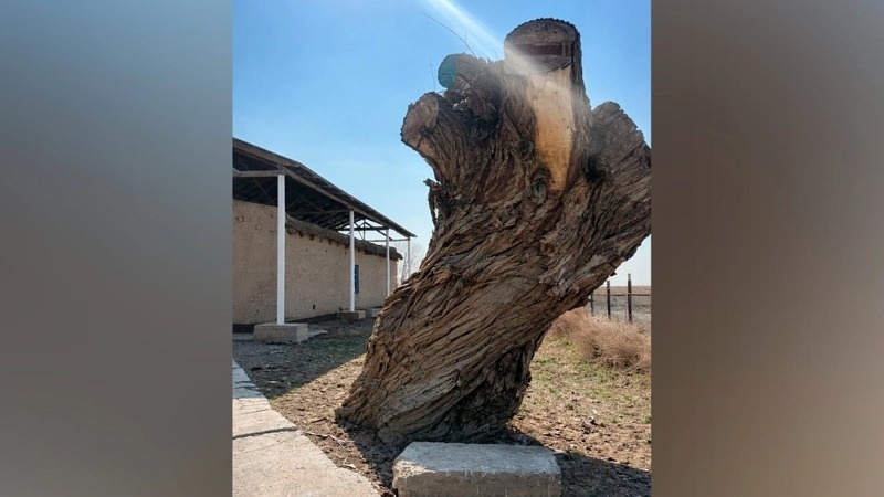 Кажымукану - 155 лет: символ силы и гордости казахского народа Дерево, посаженное Кажымуканом