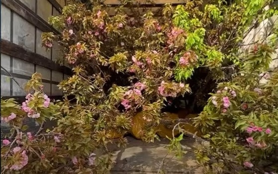 Деревья сакуры посадят в центре Тараза