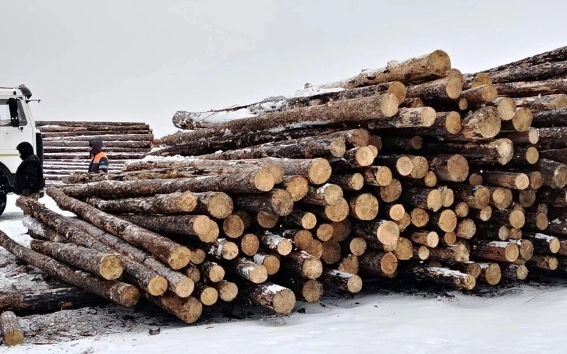 Timber processing plant to be set up in N Kazakhstan