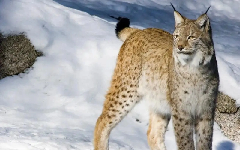 Endangered lynx caught on camera trap in Charyn National Park