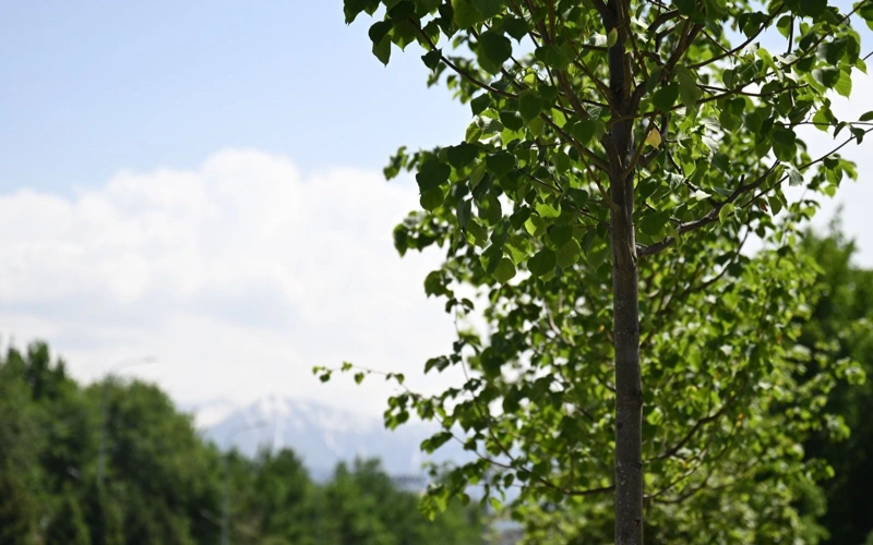 Безопасно для людей и животных: в Алматы началась масштабная обработка деревьев