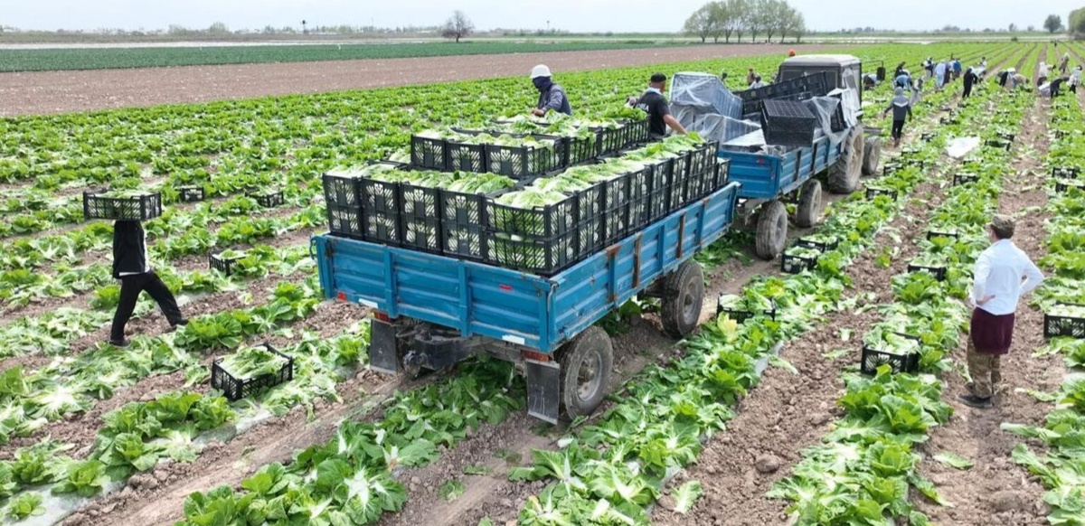 Түркістандық диқандар Ресейге ерте пісетін қырыққабат өнімін экспорттады