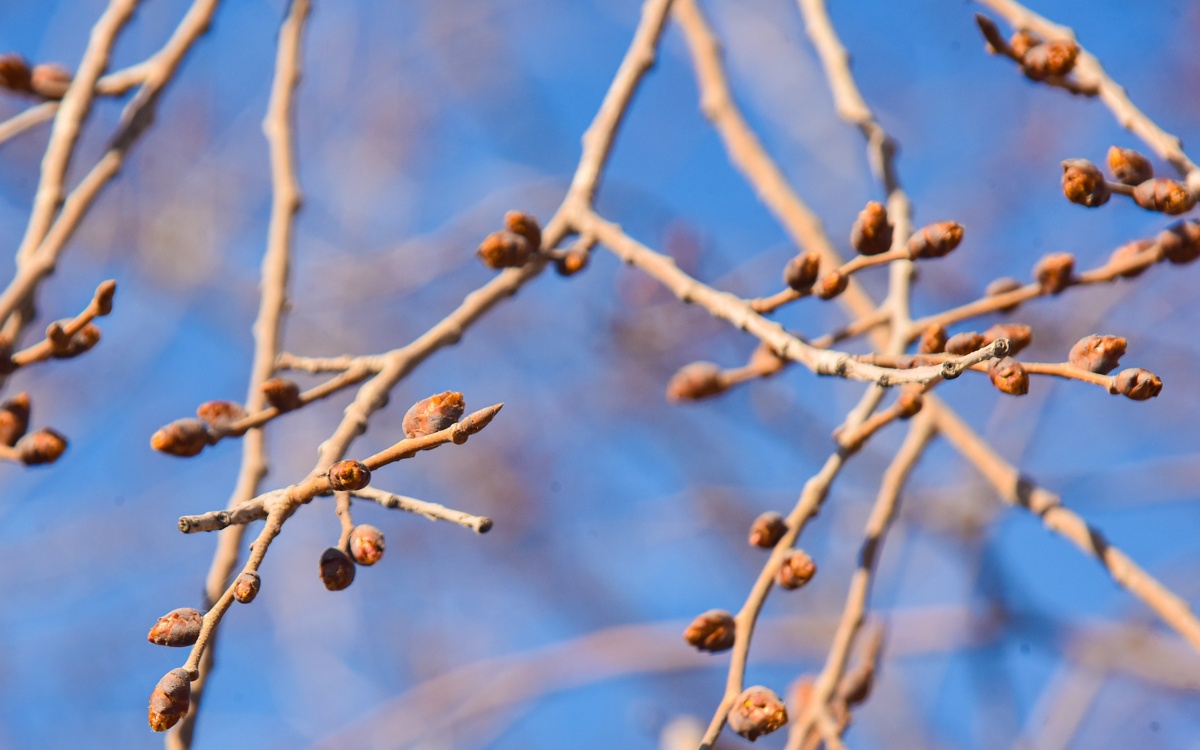 Шығыс Қазақстанда мамыр айында ауа райы құбылмалы болмақ