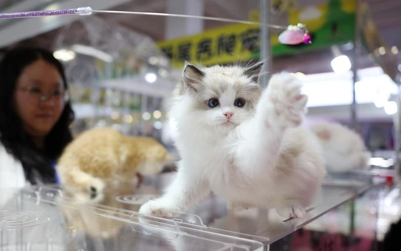 Furry companions welcome: China launches upgraded pet travel service on bullet trains