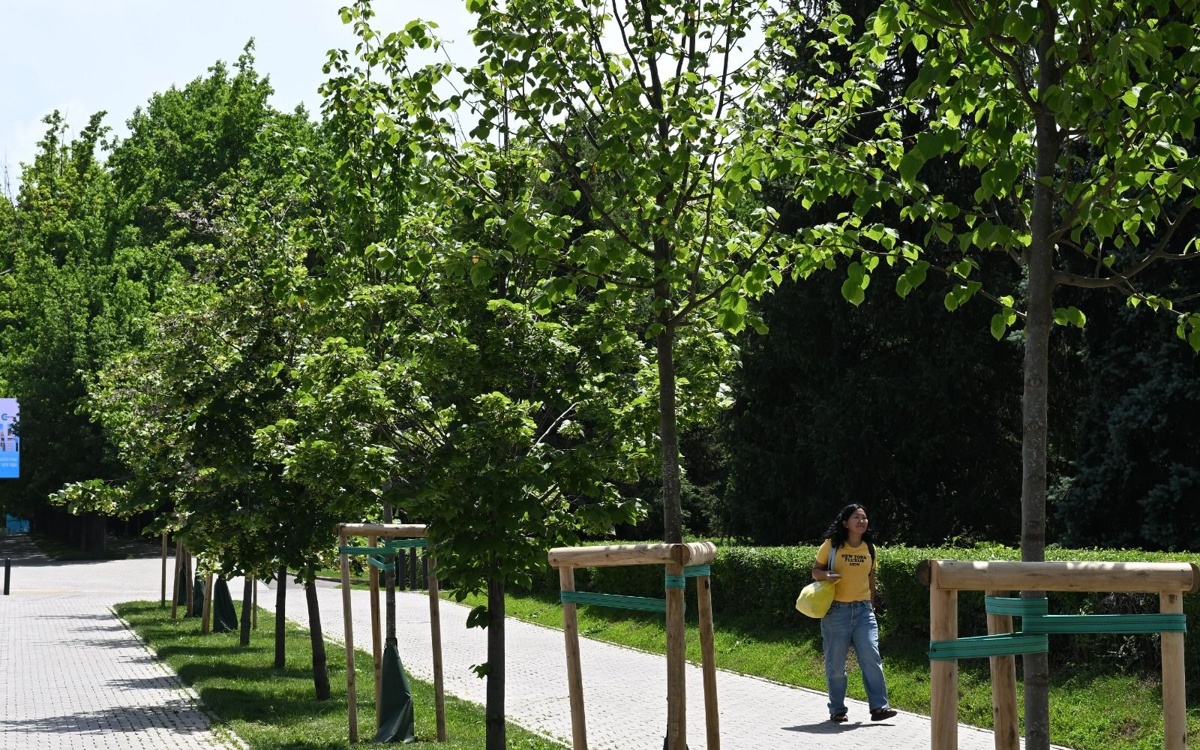 Алматыда жасыл желекті дәрілеу жұмысы басталды