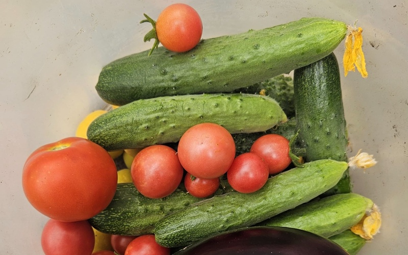 Сколько стоит огород в 2026 году в Костанайской области и есть ли в этом выгода овощи, огурцы, помидоры