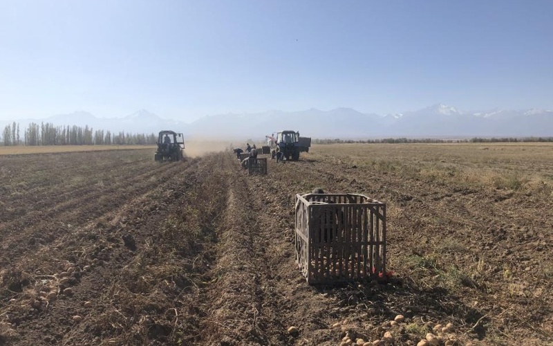 посевная, поле