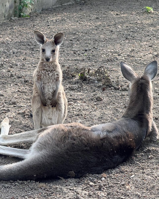 Сразу три кенгуренка родились в Алматинском зоопарке 