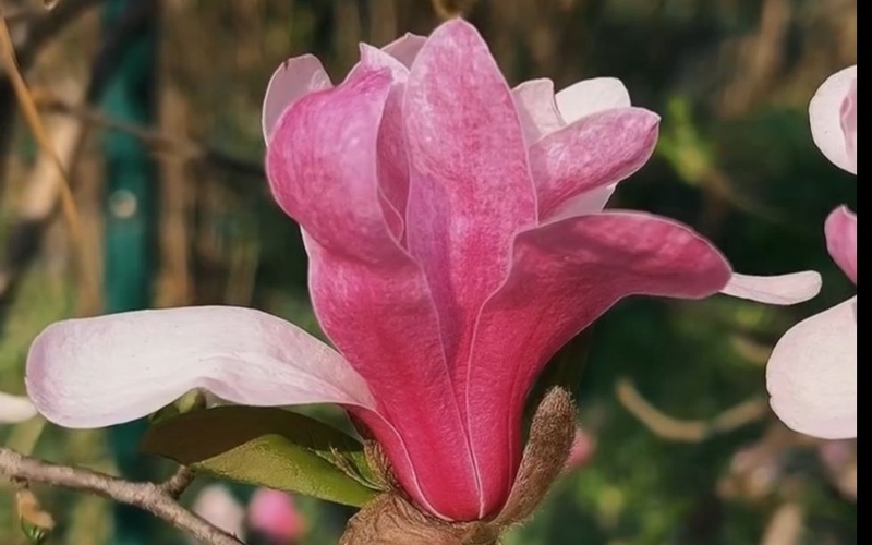 Алматыда магнолия ағаштарының гүлдеу маусымы басталды Алматыда магнолия ағаштарының гүлдеу маусымы басталды