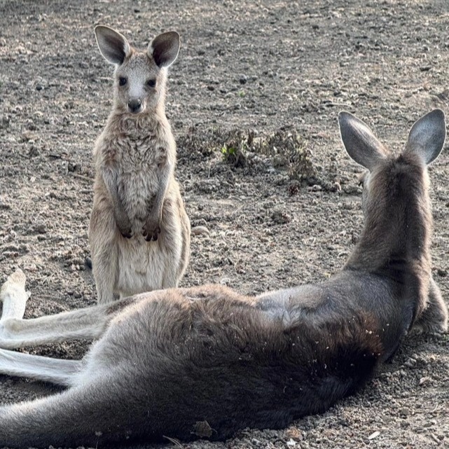 Almaty Zoo welcomes three kangaroo joeys