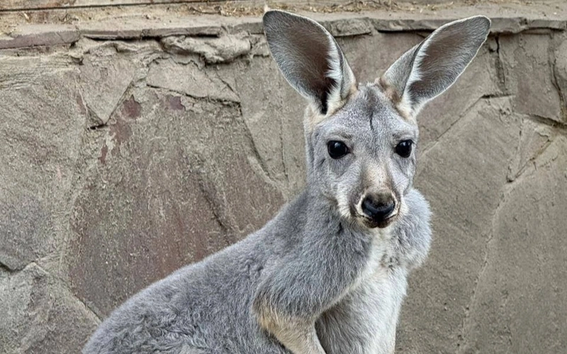 Almaty Zoo welcomes three kangaroo joeys