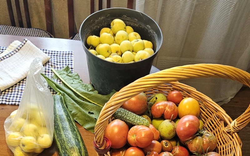 Плюс, на постоянной основе повторяются каждый год одни и те же вложения – это грунт, емкости для рассады, обновление инвентаря и обработка растений. – Удобрения и инвентарь обычно остаются с прошлых лет, но цветы требуют постоянной подкормки. Хорошие удобрения стоят около 2000 тенге, есть и более бюджетные варианты — до 1000 тенге. Также постоянно нужны тары для рассады, укрывной материал, шпагат, дуги. Покупаем в садовом магазине средства от вредителей и болезней. Плюс расходы на воду, различные мелочи, членские взносы в дачном обществе, – отмечает дачница. При этом, по ее мнению, выращивание отдельных культур остается выгодным. – Помидоры, перцы, баклажаны есть смысл выращивать самим. Я замораживаю урожай, и зимой не нужно покупать овощи – это удобно и экономит деньги. Если посчитать и сравнить сколько за зиму можно потратить на овощи с магазина, выгода будет очевидной, – добавила она. овощи, огород