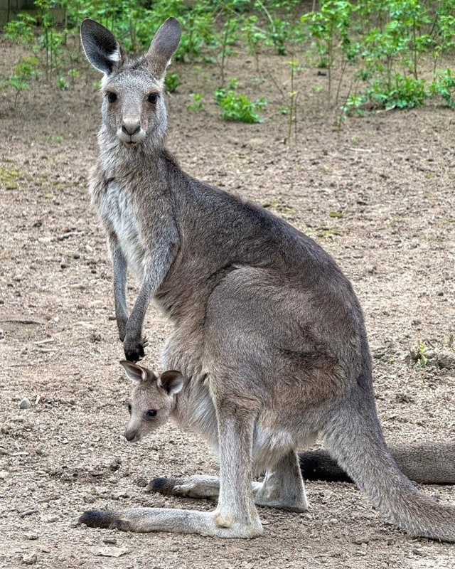 Almaty Zoo welcomes three kangaroo joeys