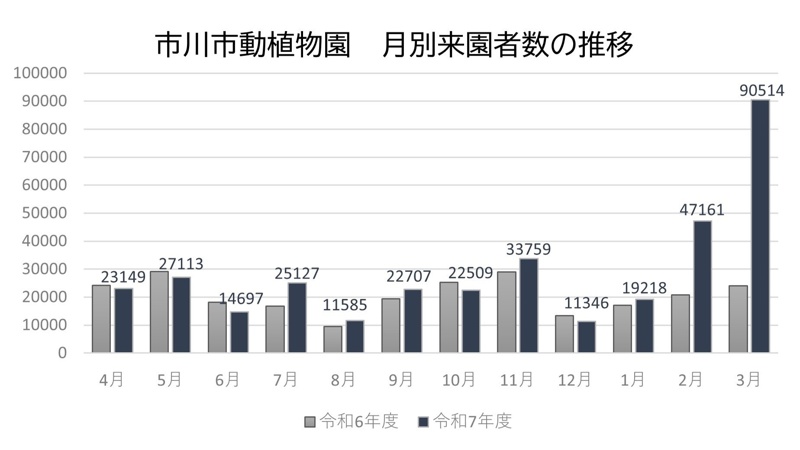 Baby macaque Punch boosts zoo attendance in Japan Baby macaque Punch boosts zoo attendance in Japan