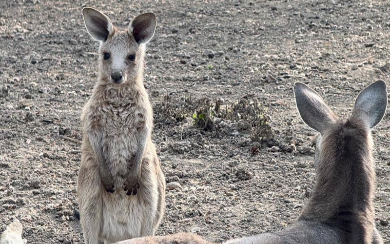 Алматы хайуанаттар бағында үш кенгуру төлі дүниеге келді Алматы хайуанаттар бағында үш кенгуру төлі дүниеге келді