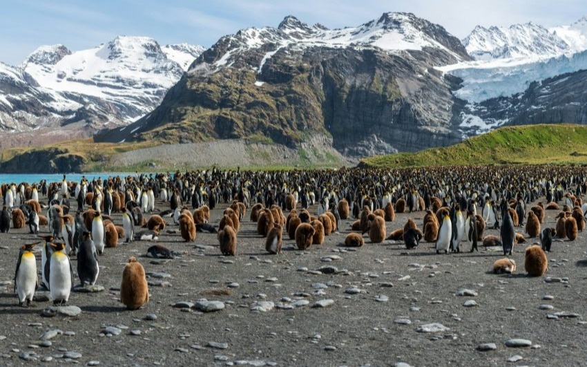 Император пингвині мен антарктикалық итбалық жойылып кету қаупі төнген түрлер санатына ауыстырылды