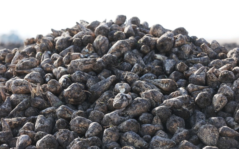 посевная, поле