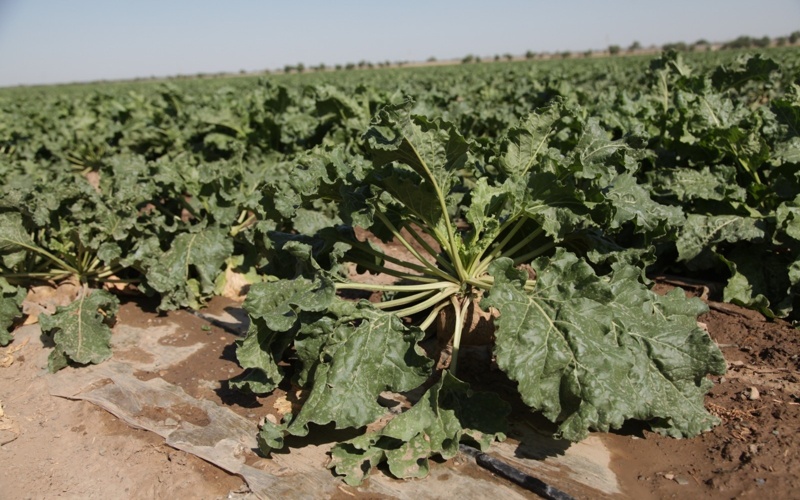 посевная, поле