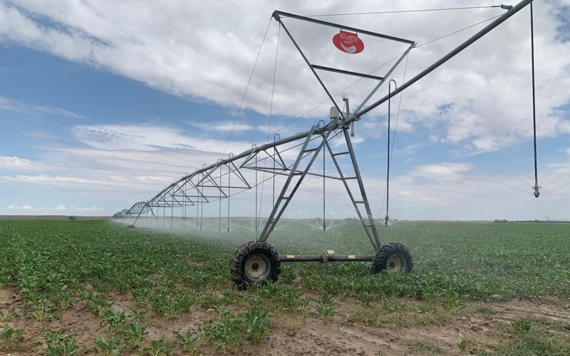 посевная, поле