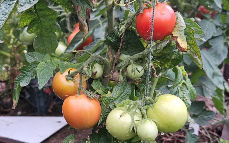 Сколько стоит огород в 2026 году в Костанайской области и есть ли в этом выгода помидоры, овощи, огород