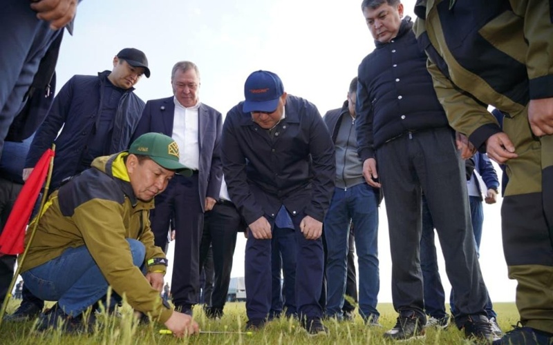 Площадь химобработок против саранчи в&nbsp;2026 году составит 2,2&nbsp;млн га&nbsp;&mdash; Минсельхоз РК