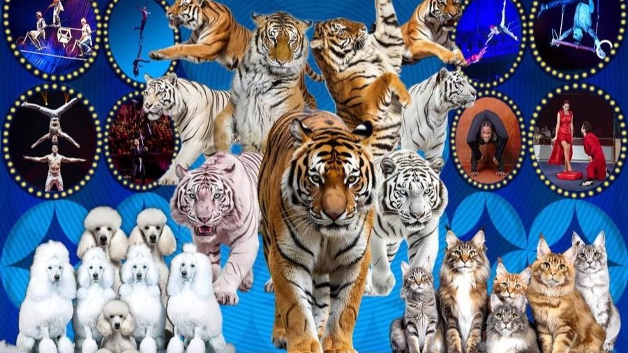 Моңғолияда 12 елдің цирк әртістері бас қосады