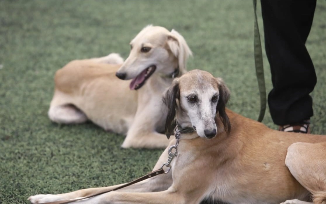 Тазыны қалай дұрыс күтіп-баптау керек — маман пікірі