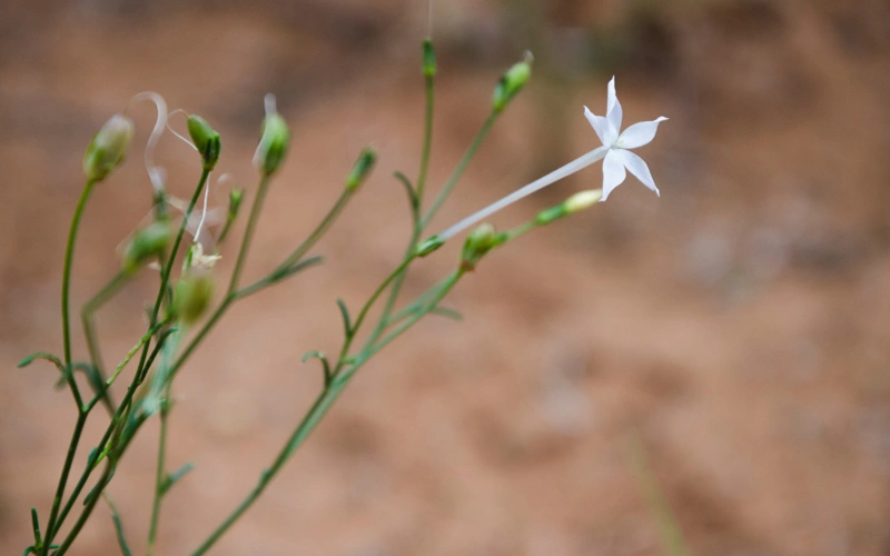 Chinese scientists solve mystery of how plants make nicotine