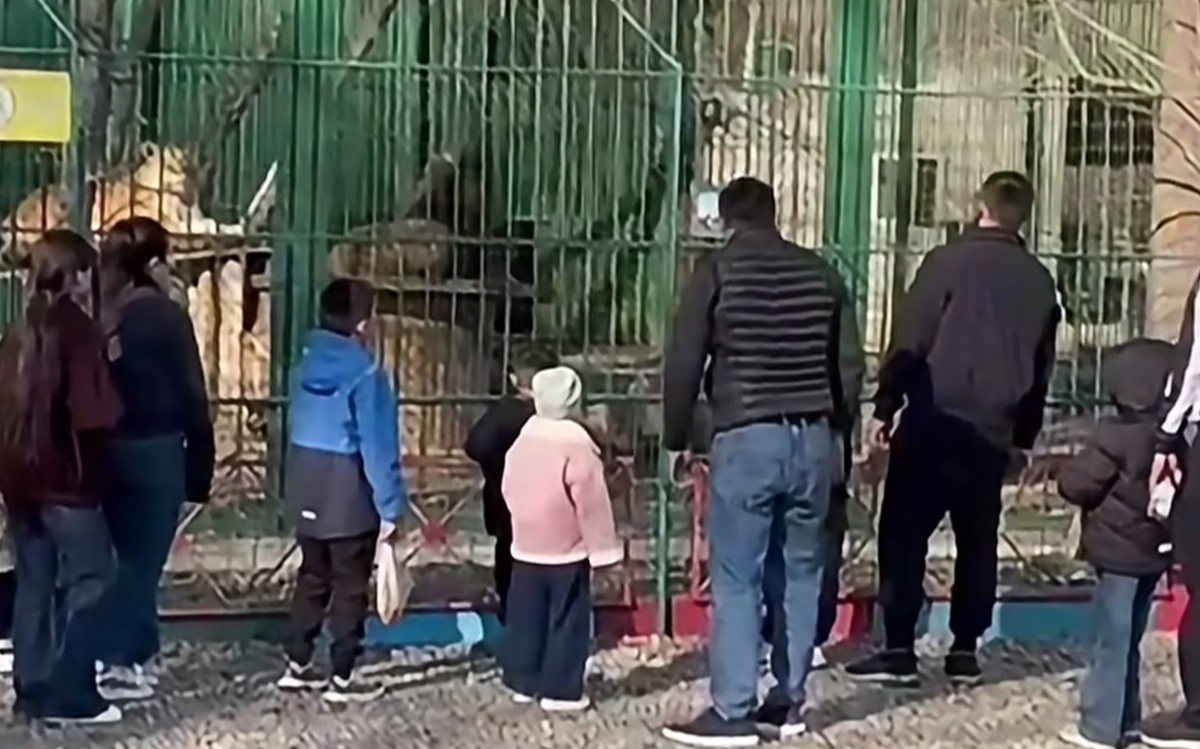 Семейдегі биологиялық орталыққа келгендер арыстандар тұрған қоршауға тас лақтырған