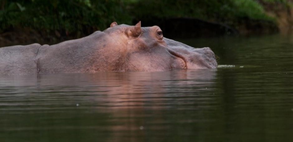 Колумбия Эскобардан қалған сусиырлар санын қысқартпақ