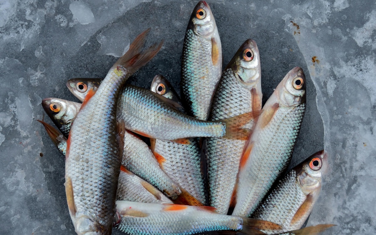 Kyrgyzstan reports sixfold growth in fish production