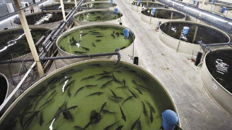 Kazakhstan’s fisheries investment portfolio reaches 60bn tenge