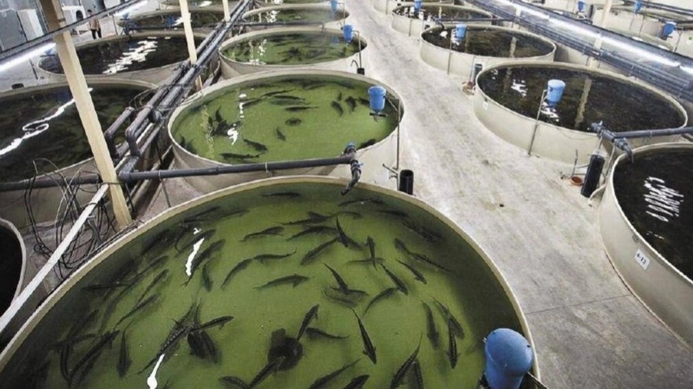 Kazakhstan’s fisheries investment portfolio reaches 60bn tenge