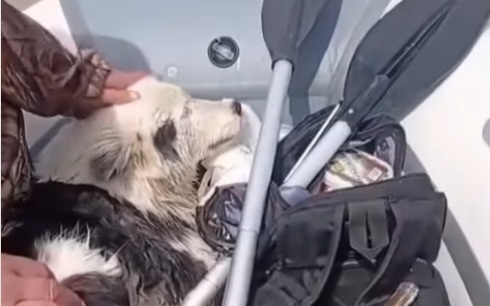 Балықшылардың мұз көшкінінде қалып қойған итті құтқарып қалды