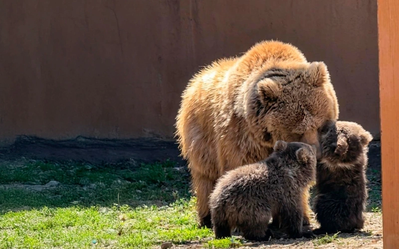 Two endangered Tien Shan brown bear cubs born at Almaty Zoo 