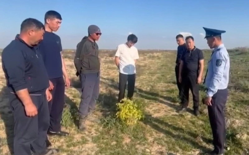 Túrkistanda keýrek ósimdigin zańsyz jınaýǵa qarsy kúres qalaı júrgiziledi