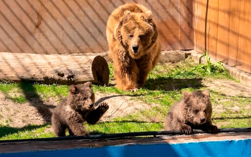 Two endangered Tien Shan brown bear cubs born at Almaty Zoo 
