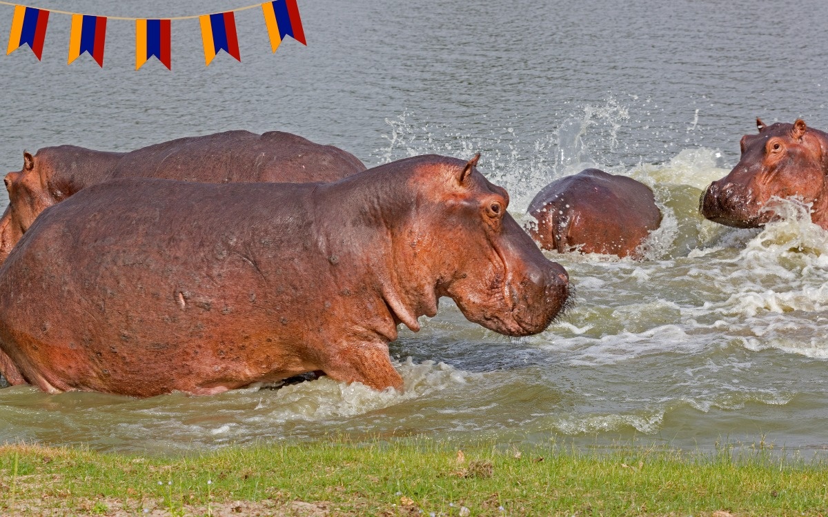 Colombia approves plan to cull hippos descended from Pablo Escobar’s private zoo