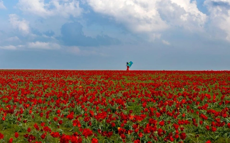 Zhambyl region to host International Tulip Festival 
