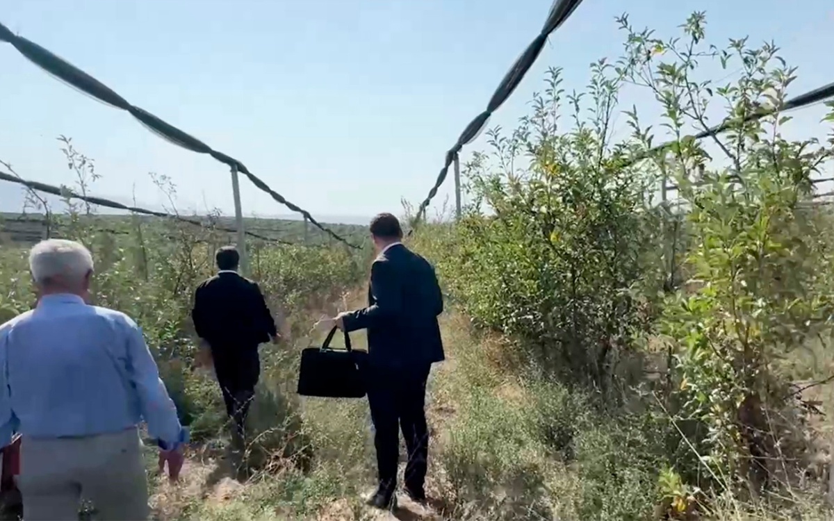 Шымкентте мемлекеттік бағдарлама аясында интенсивті алма бағына бөлінген қаржы жымқырылды