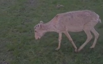 Ауру киіктен малды аман сақтап қалудың амалын жасау керек – ғалым