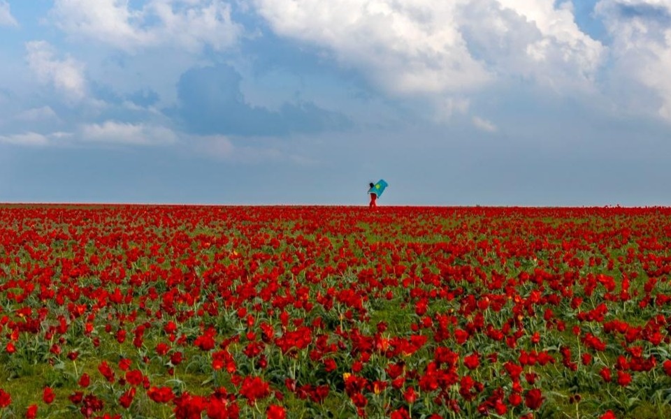 Zhambyl region to host International Tulip Festival