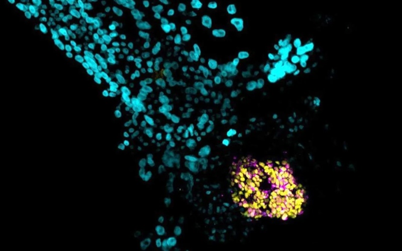 KAUST Stem Cell Research Advances Understanding of Early Human Development