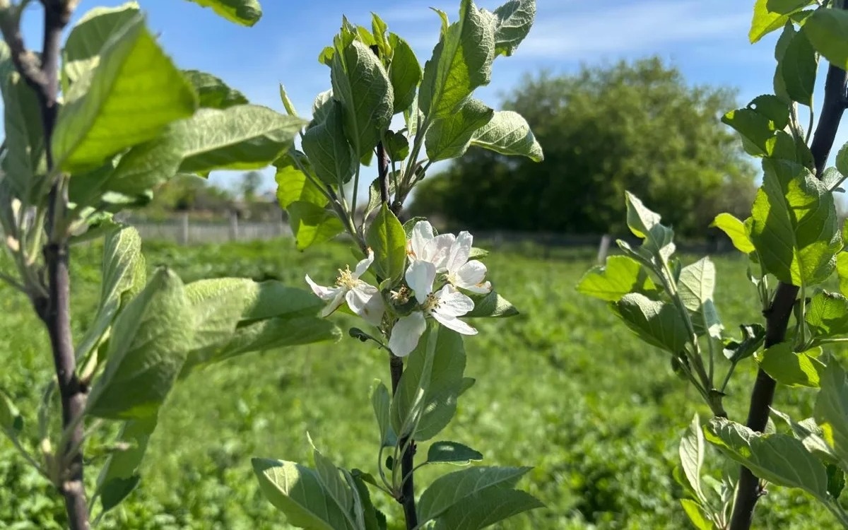 Астанада жасыл аймақтардың құқықтық мәртебесі өзгереді