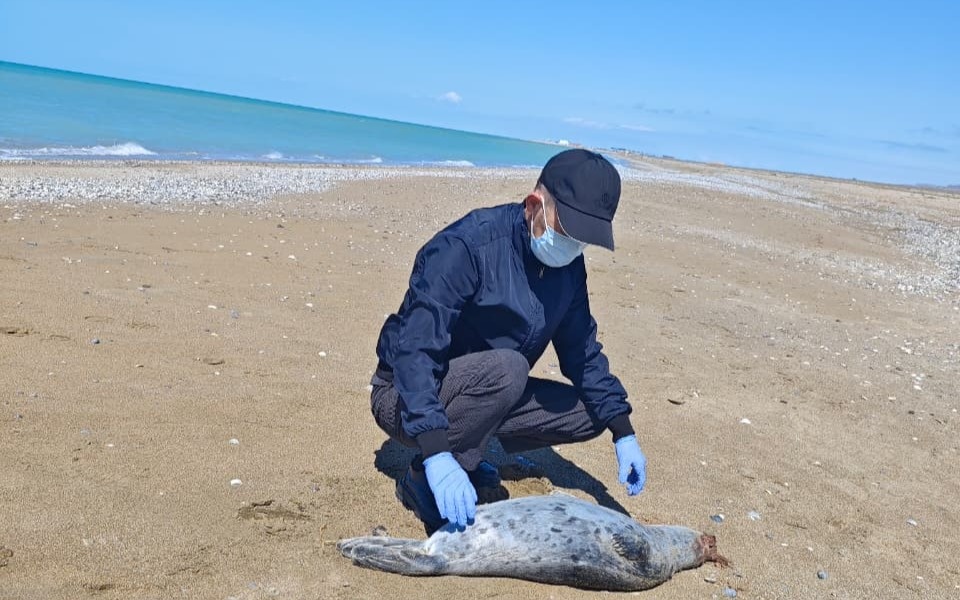 Маңғыстауда итбалықтар тағы қырылып жатыр